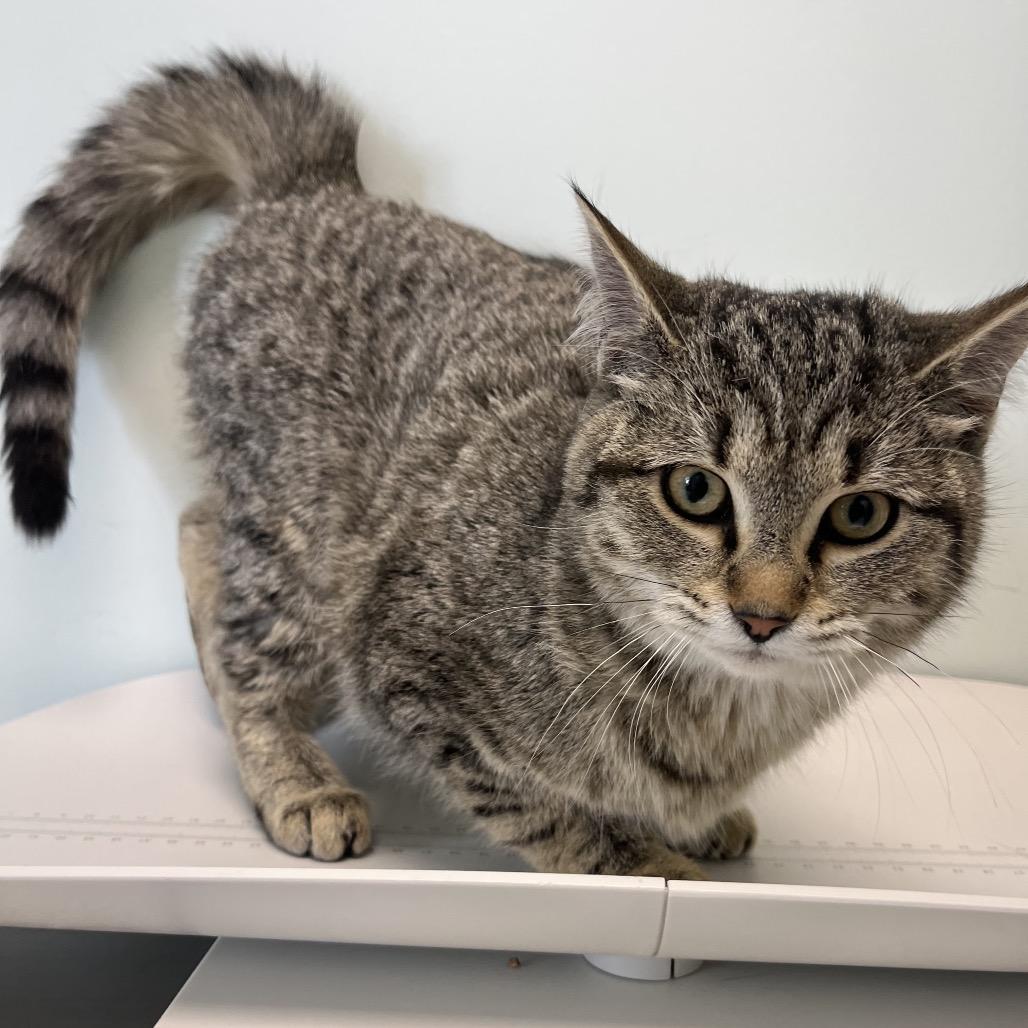 Chappell Roan, Adoptable, Young Female Domestic Short Hair.