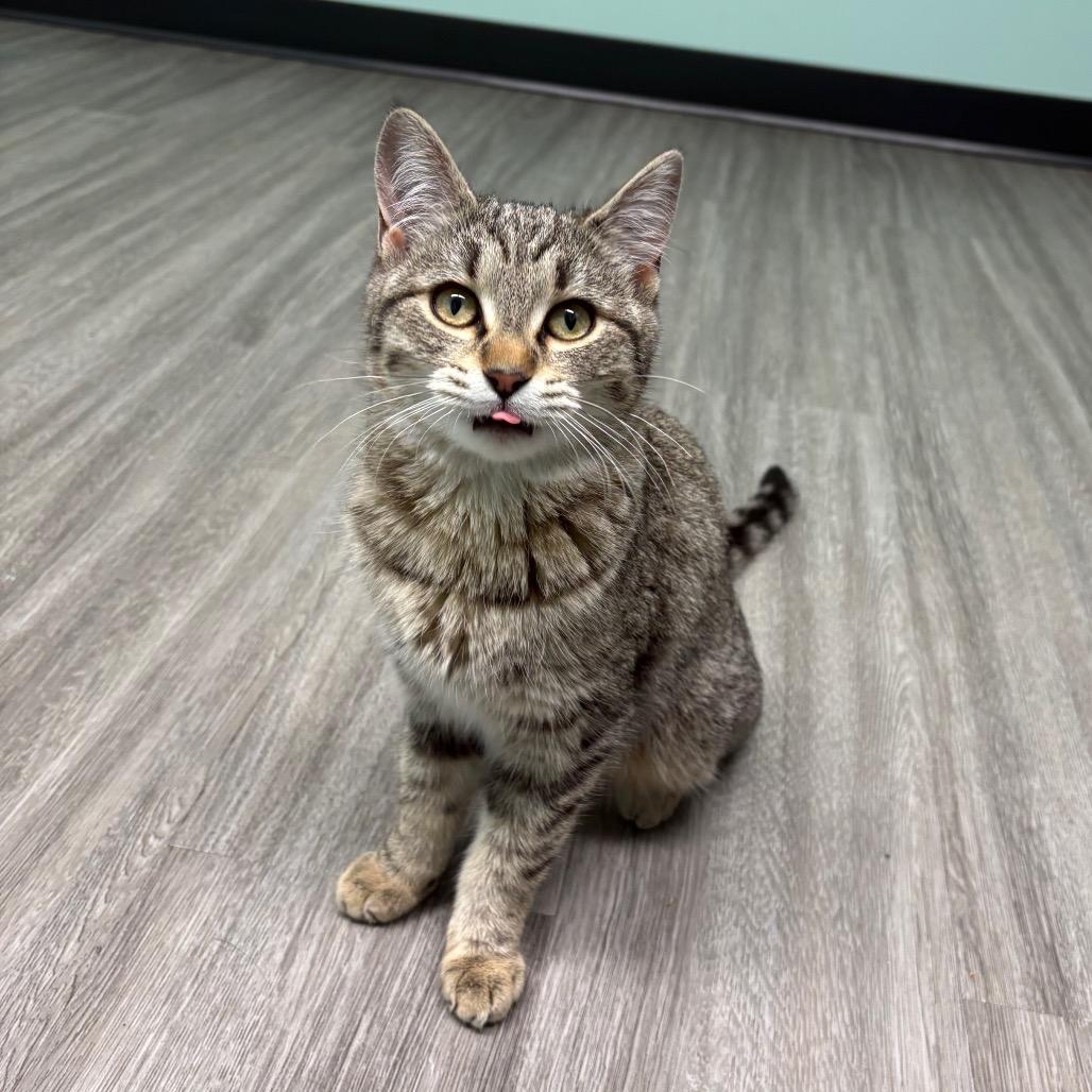 Enlarge Chappell Roan, a Adoptable Domestic Short Hair in Saskatoon, SK image 2/3