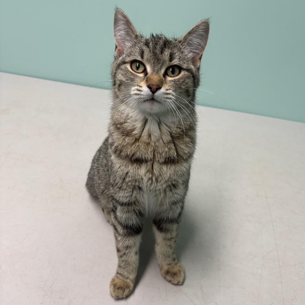 Enlarge Chappell Roan, a Adoptable Domestic Short Hair in Saskatoon, SK image 3/3