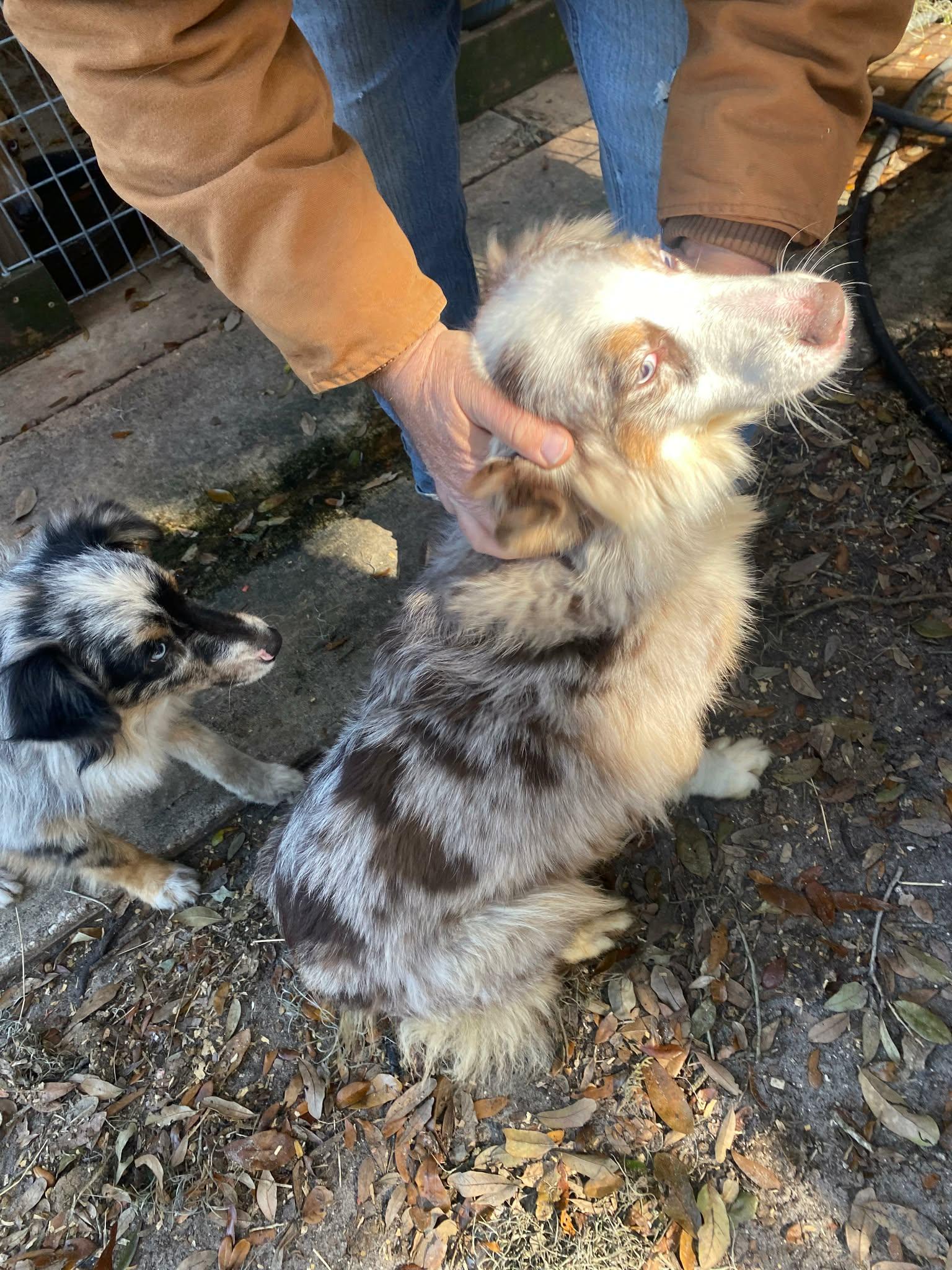 Harper, Adoptable, Adult Female Australian Shepherd.