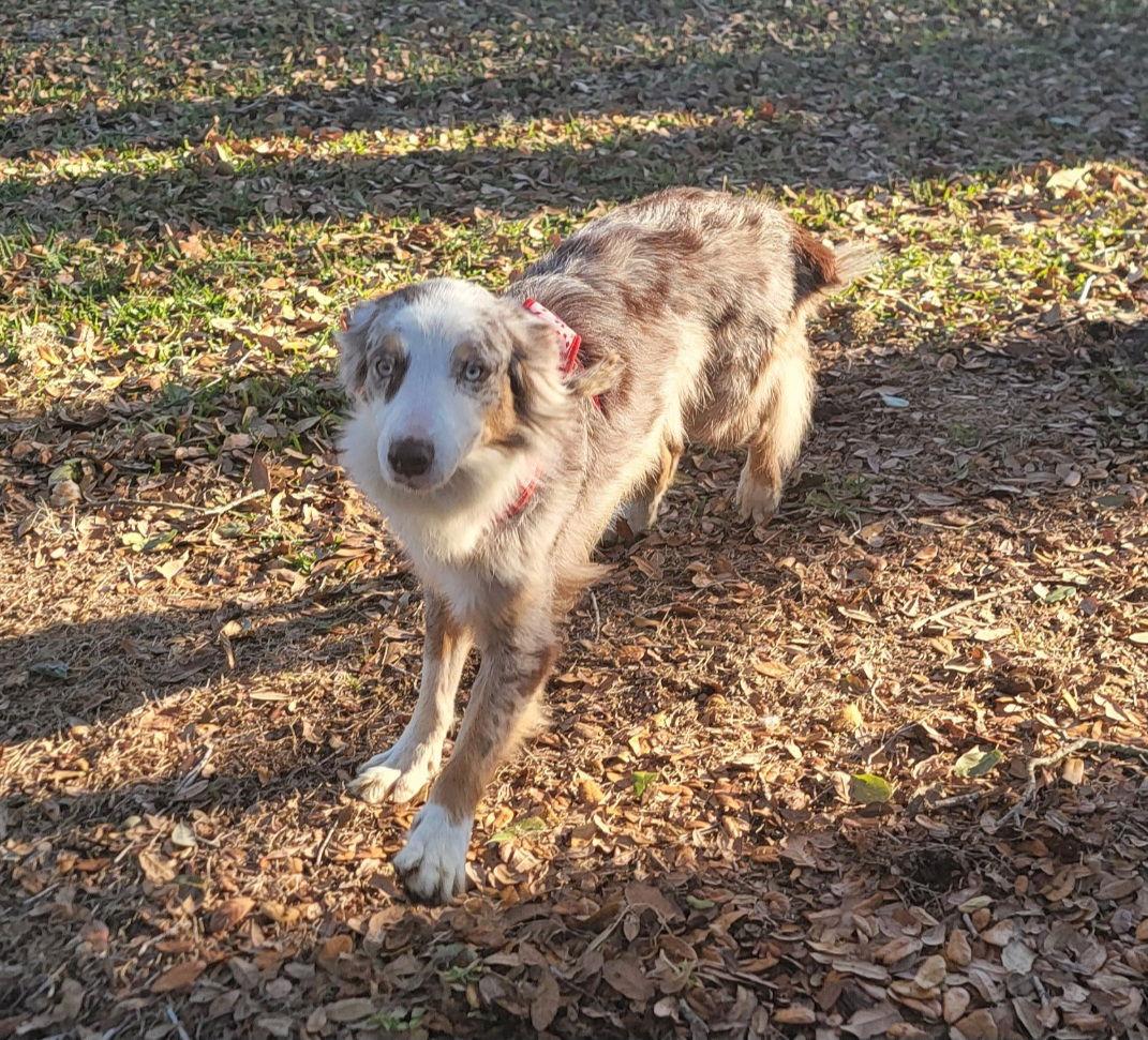 Harper, a Adoptable Australian Shepherd in Sanford, FL image 2/2