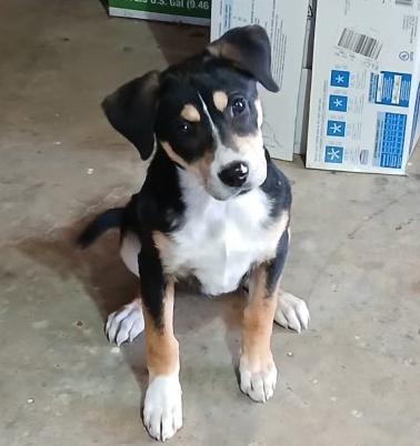 Suzy, Baby Female Mountain Cur