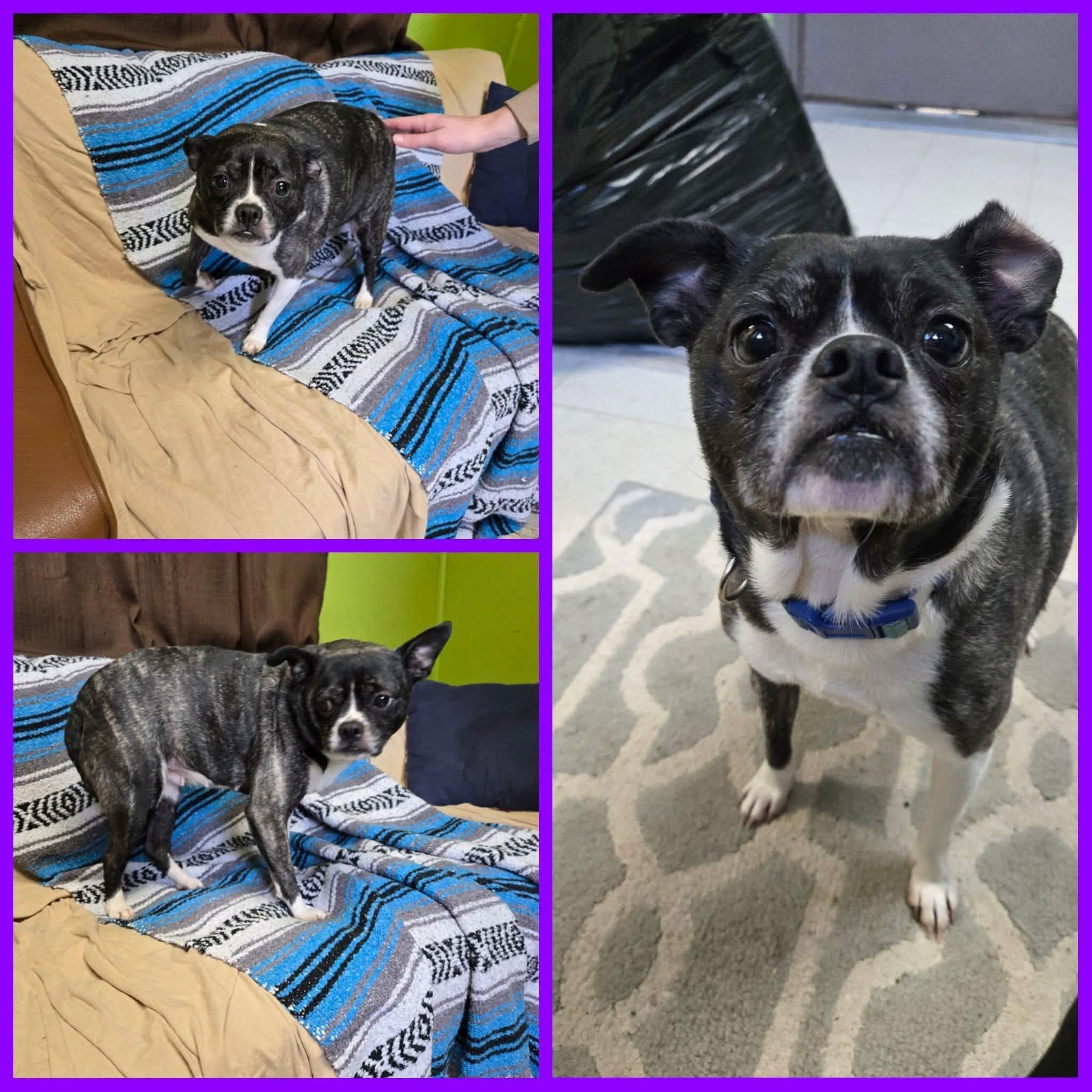 Enlarge Puggy Sue, an adopted mixed breed in La Salle, IL image 1/1