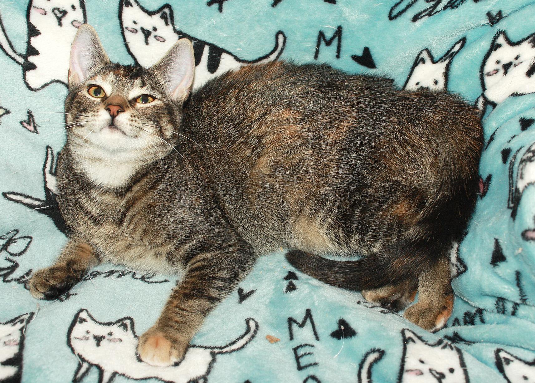 Caroline, an adopted Domestic Short Hair in Fair Haven, VT image 1/4