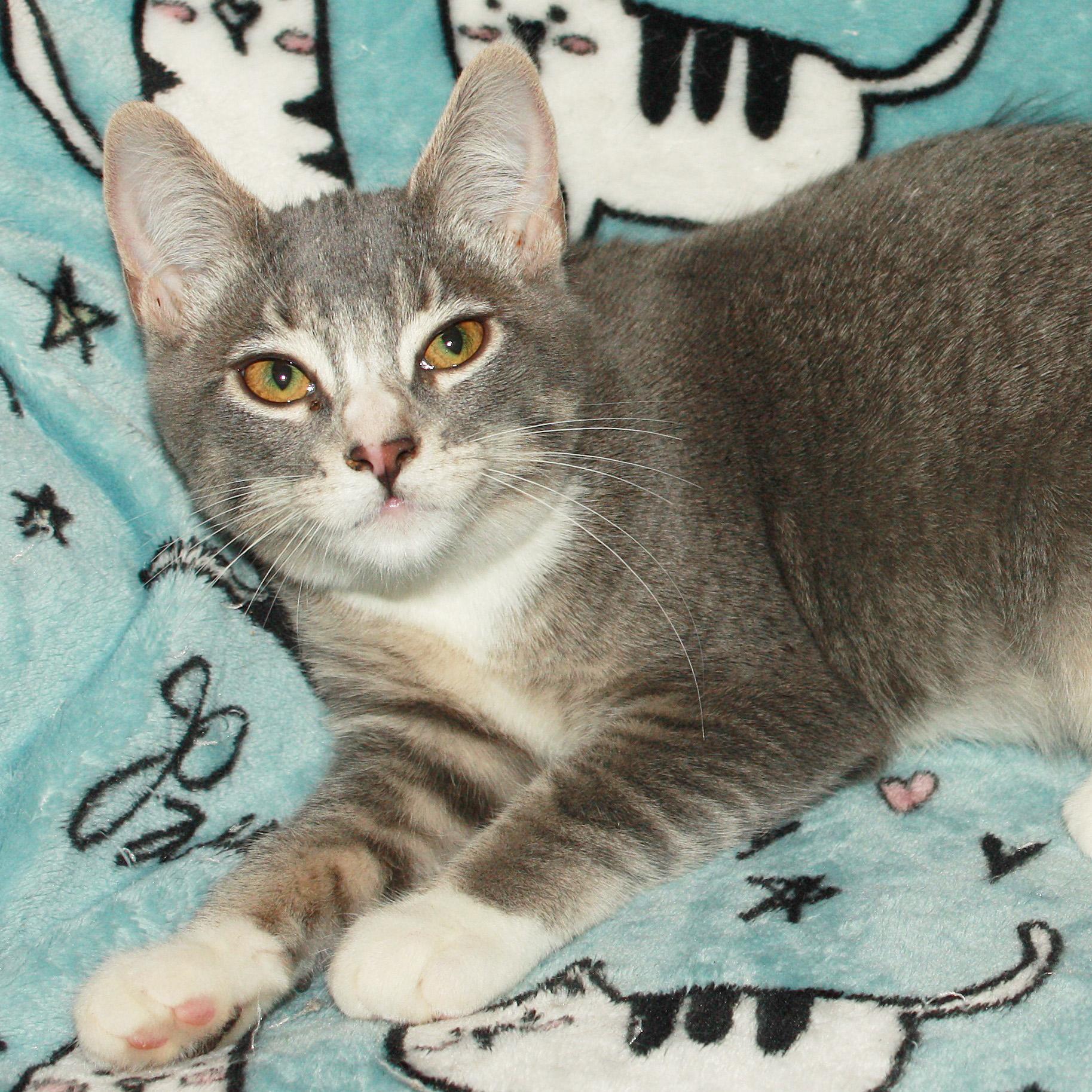 Caroline, an adopted Domestic Short Hair in Fair Haven, VT image 2/4