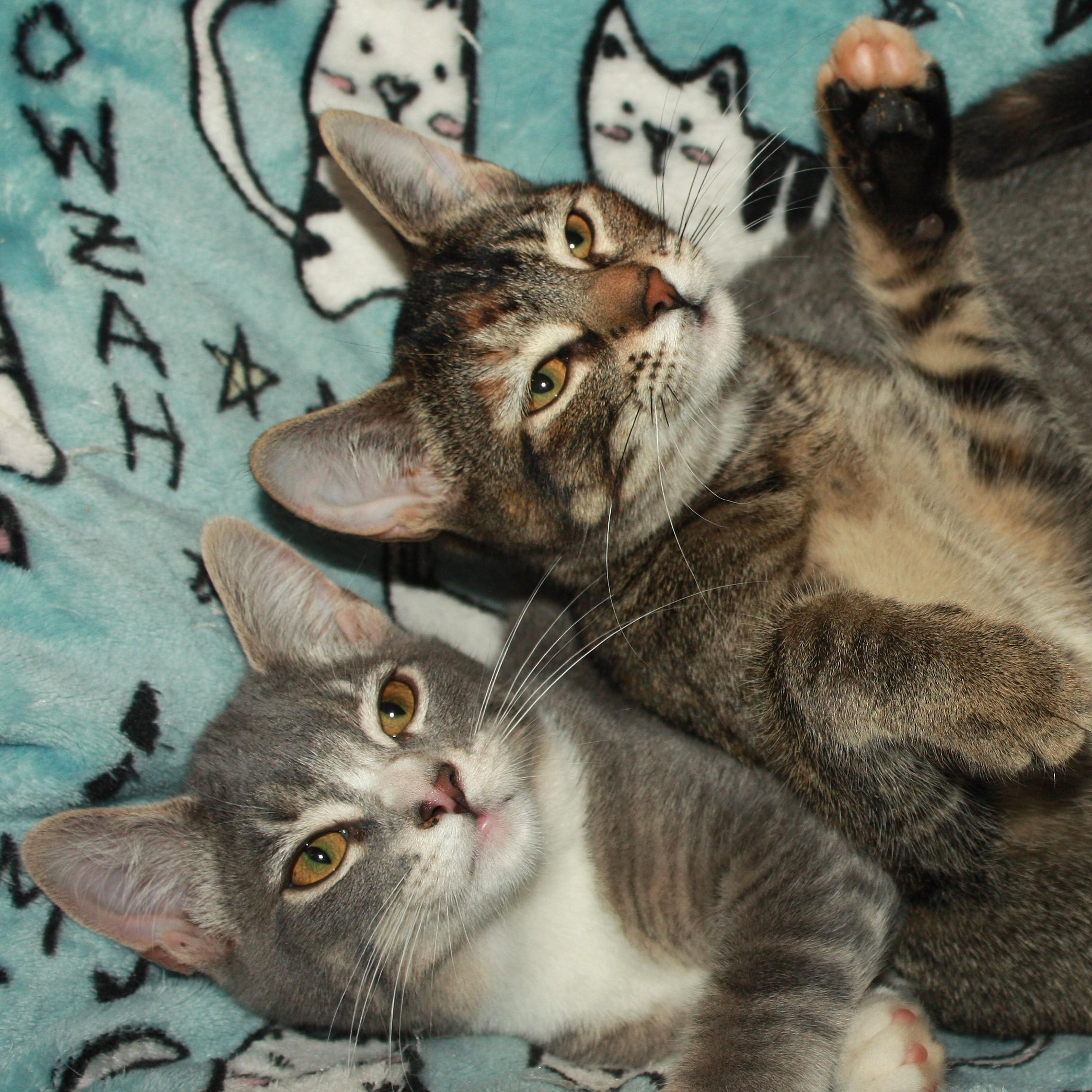 Caroline, an adopted Domestic Short Hair in Fair Haven, VT image 3/4