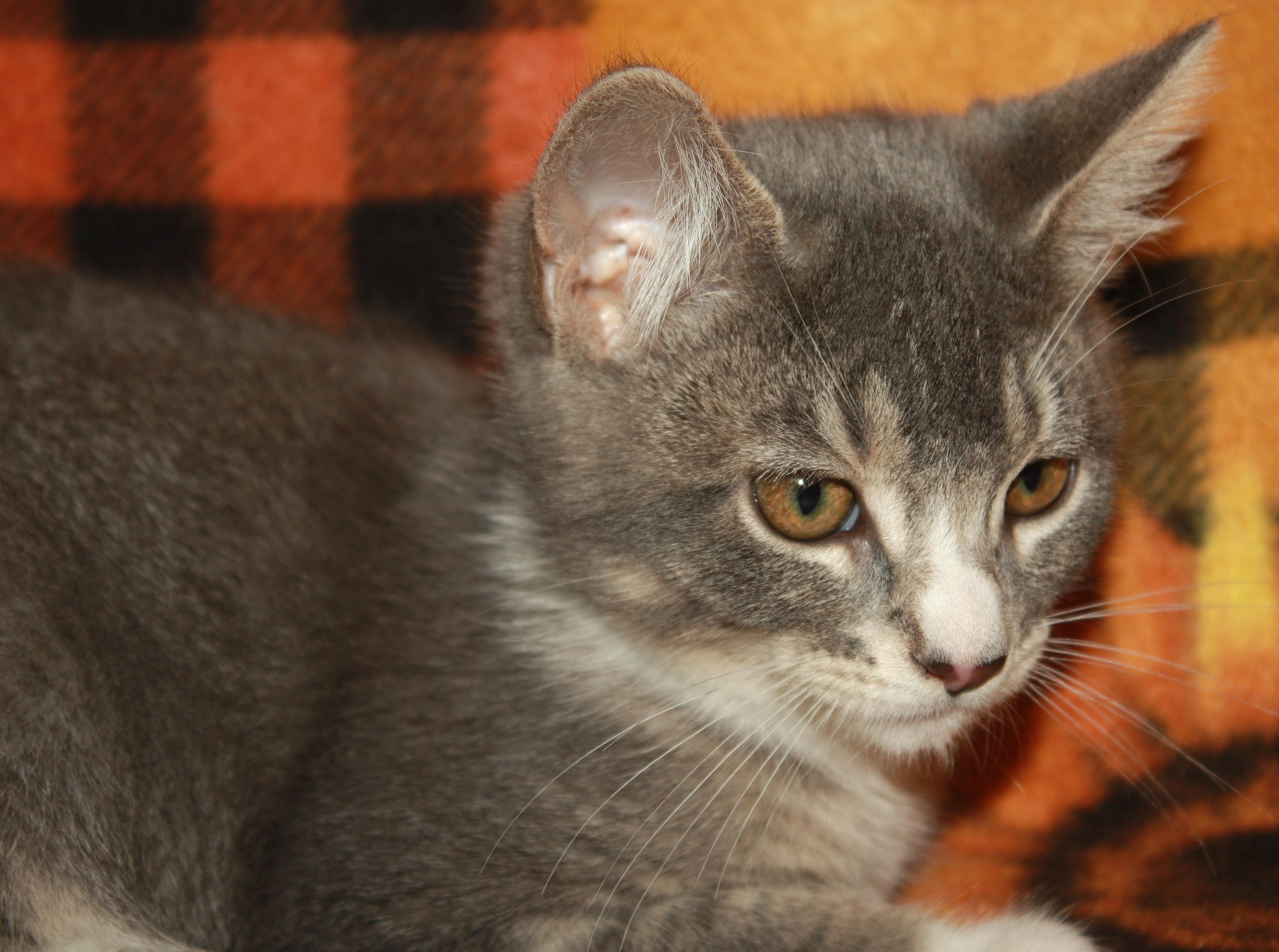 Caroline, an adopted Domestic Short Hair in Fair Haven, VT image 4/4