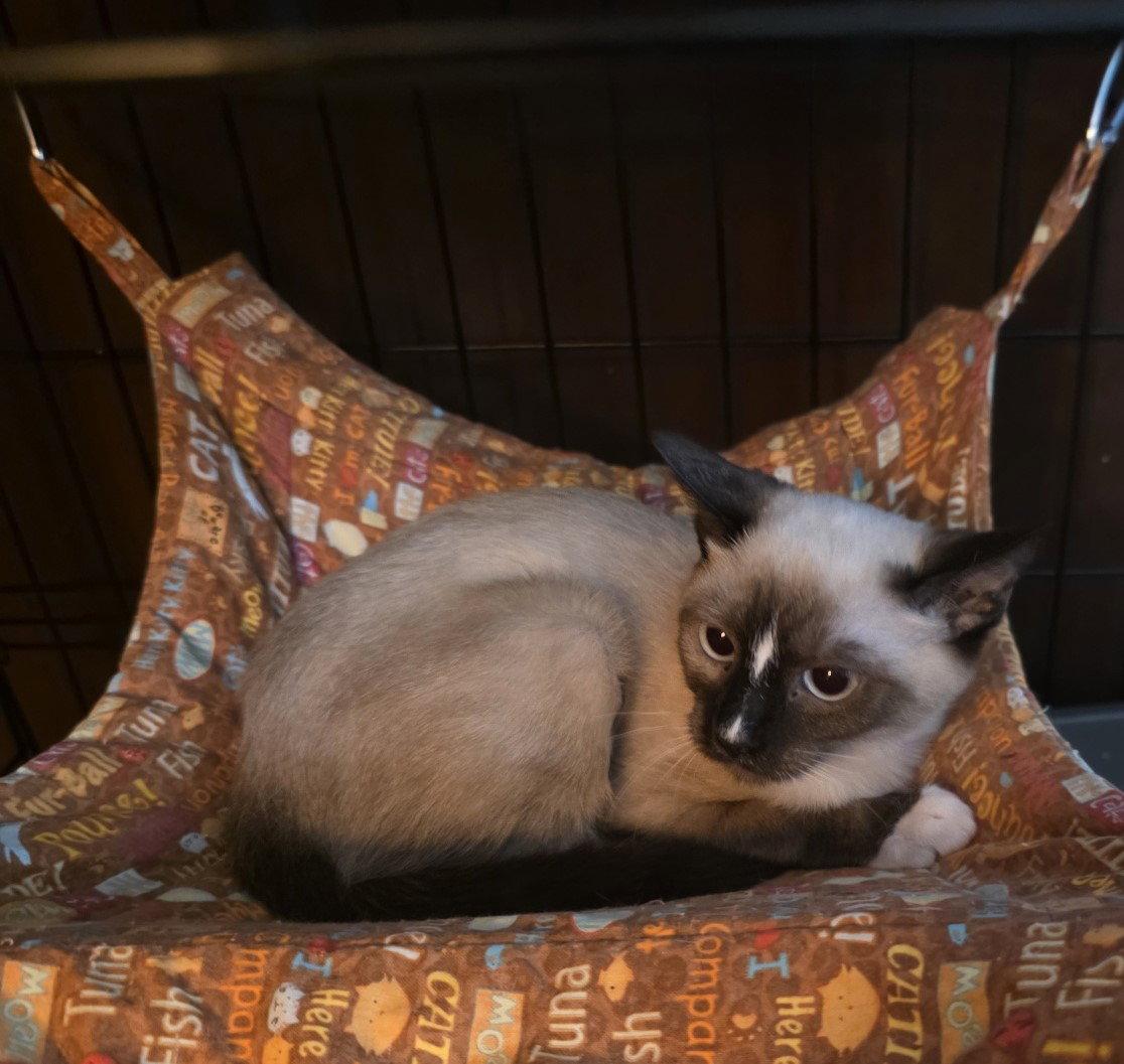 Enlarge Nova, a Adoptable Snowshoe in Phoenix, AZ image 1/2