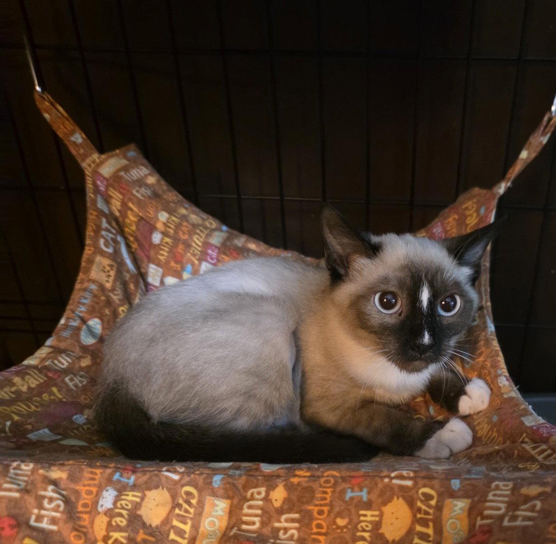 Enlarge Nova, a Adoptable Snowshoe in Phoenix, AZ image 2/2