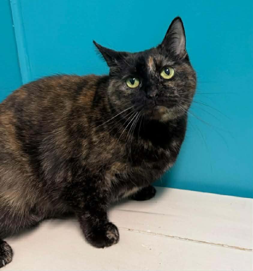 Winter, ADOPTABLE, Senior Female Domestic Short Hair.