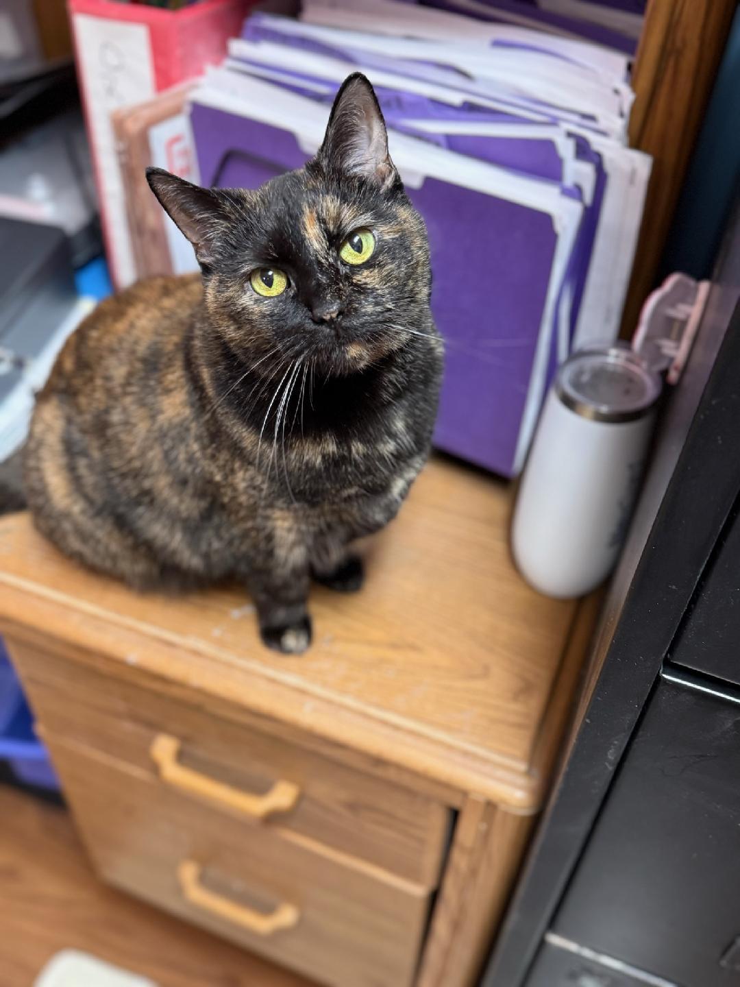 Enlarge Winter, a ADOPTABLE Domestic Short Hair in Reynoldsburg, OH image 2/5