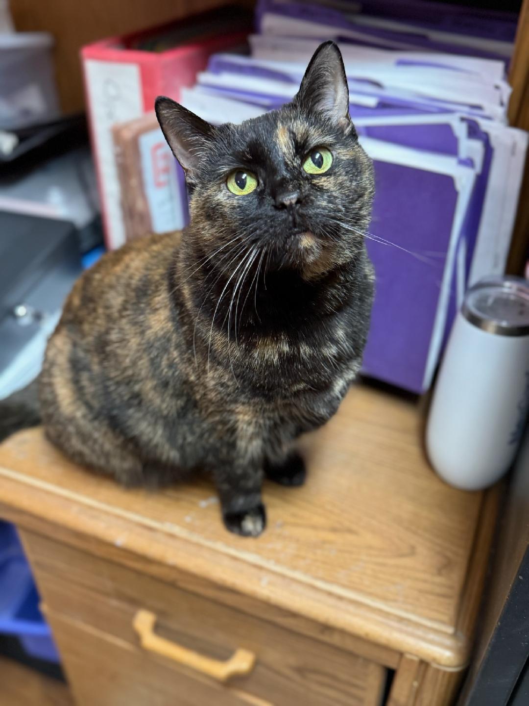 Winter, ADOPTABLE, Senior Female Domestic Short Hair.