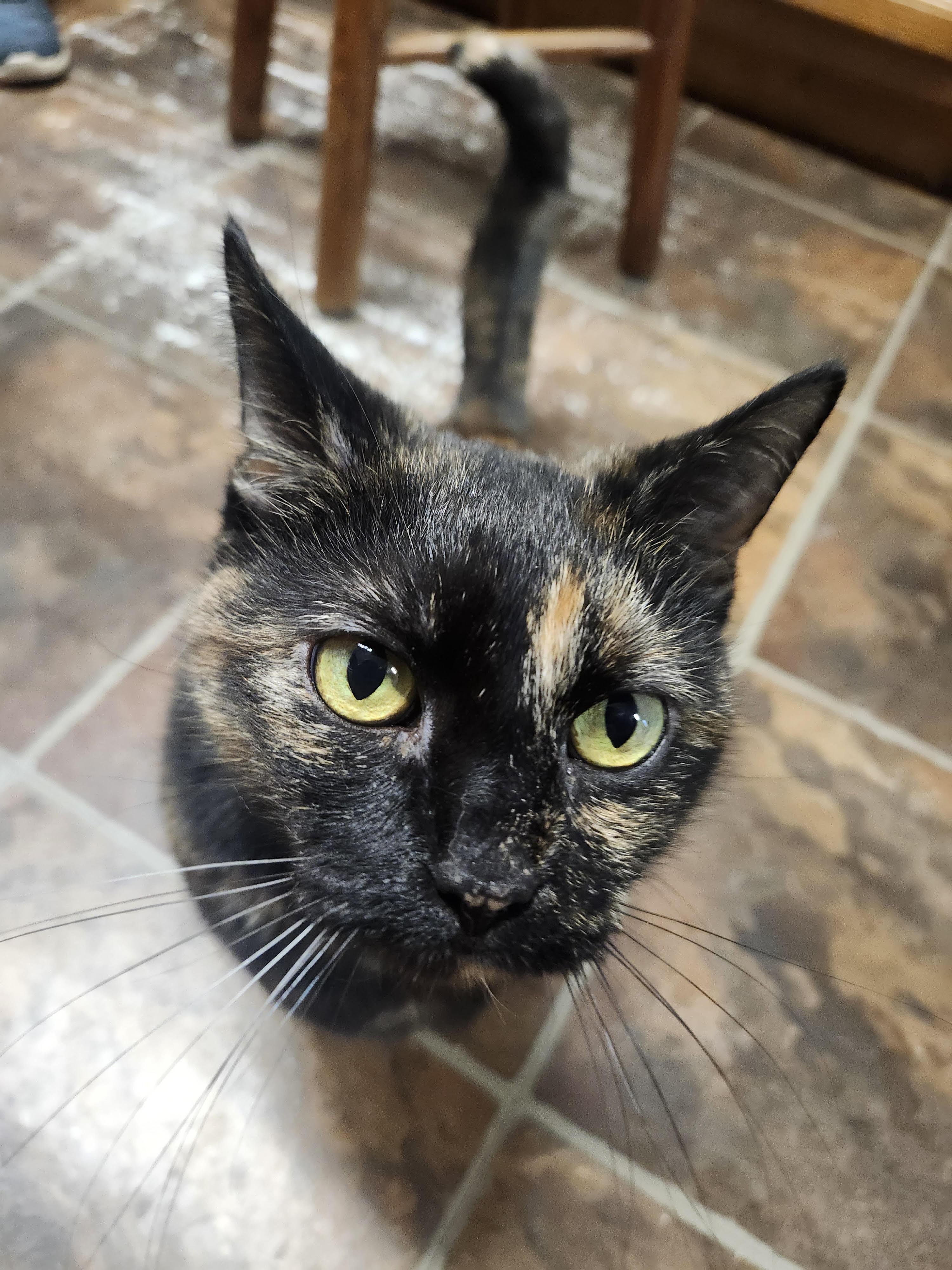 Enlarge Winter, a ADOPTABLE Domestic Short Hair in Reynoldsburg, OH image 2/4