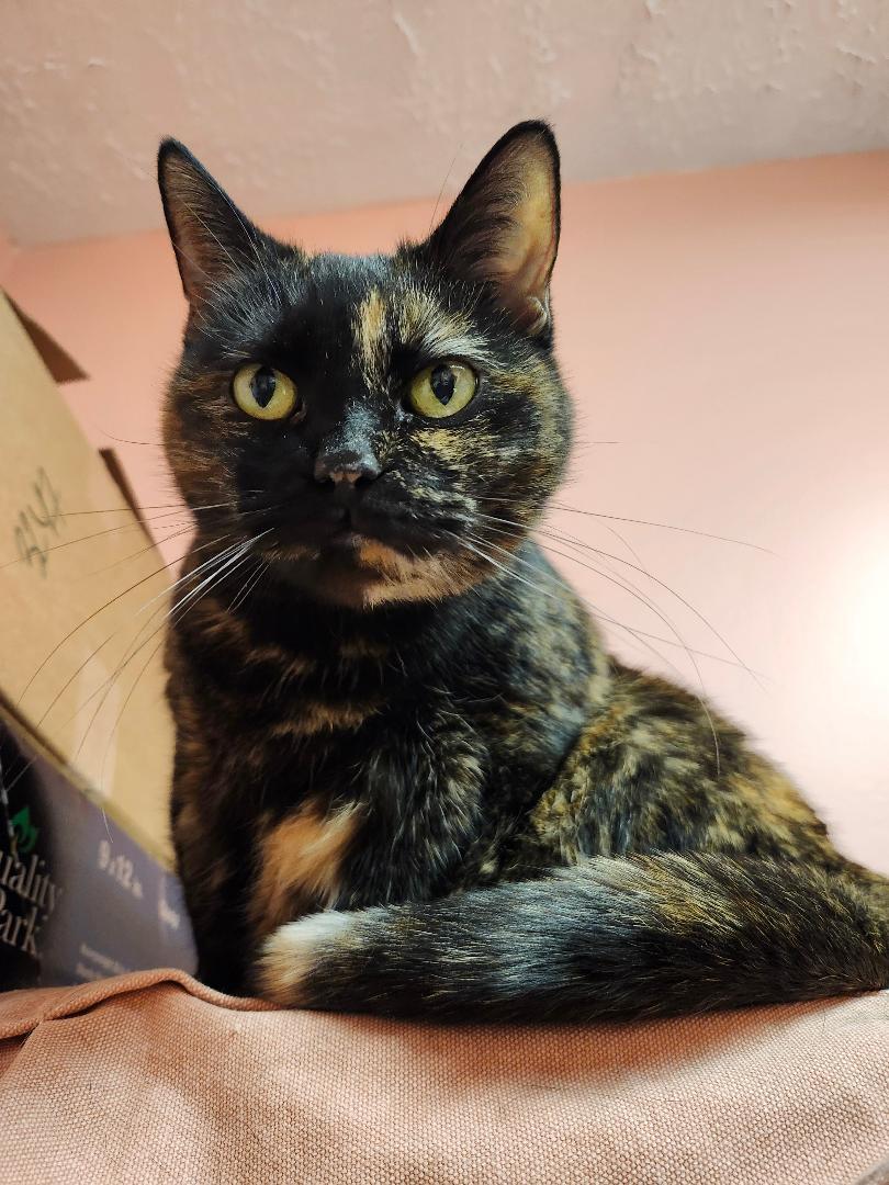 Winter, ADOPTABLE, Senior Female Domestic Short Hair.