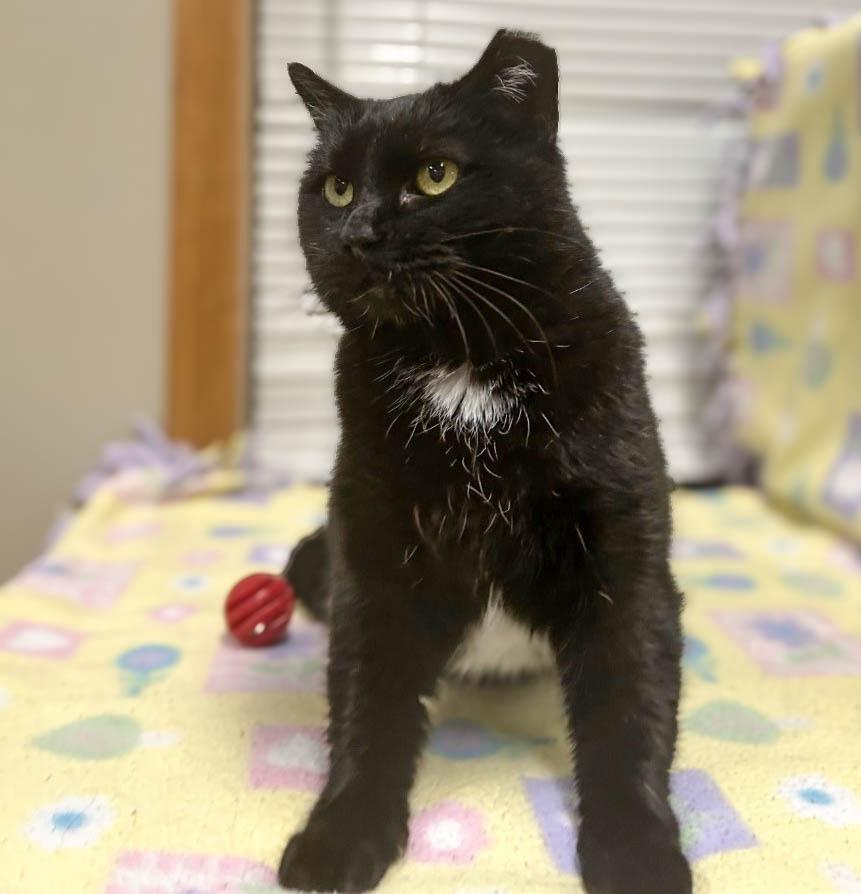 Tipper, Adoptable, Adult Female Domestic Short Hair.