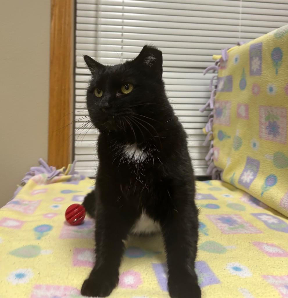 Tipper, Adoptable, Adult Female Domestic Short Hair.