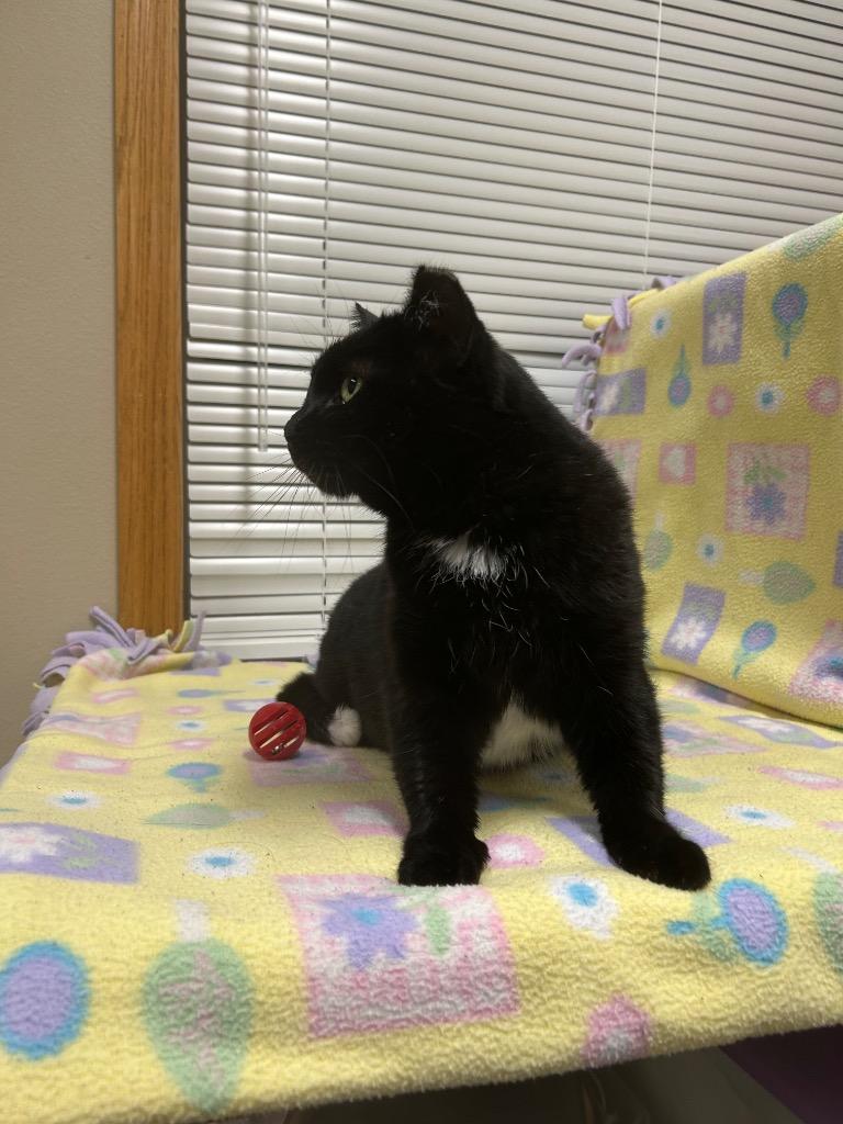 Enlarge Tipper, a Adoptable mixed breed in Spooner, WI image 2/2