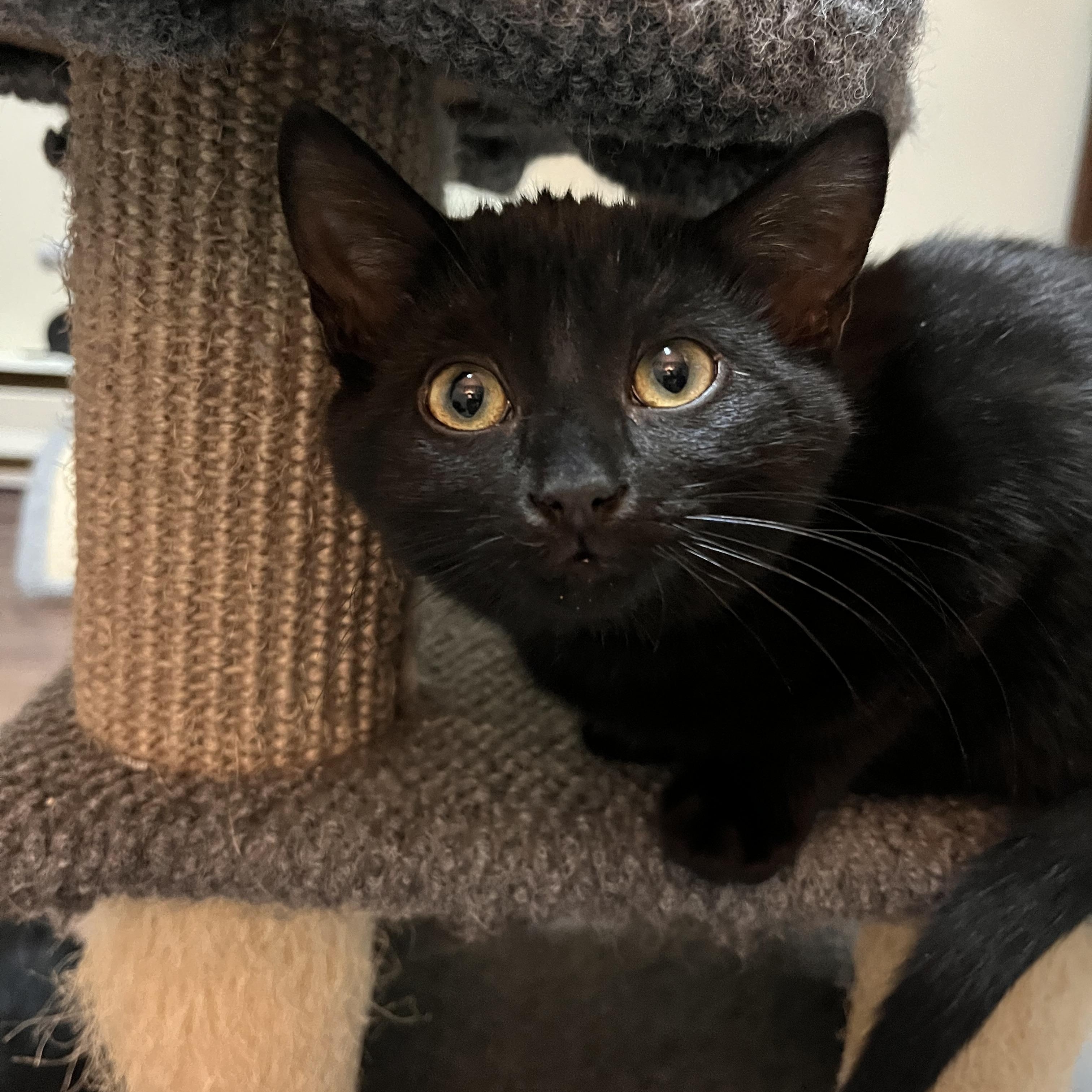 Ginette (FA/FF), a ADOPTABLE Domestic Short Hair in Sainte-Angele-de-Monnoir, QC image 1/5