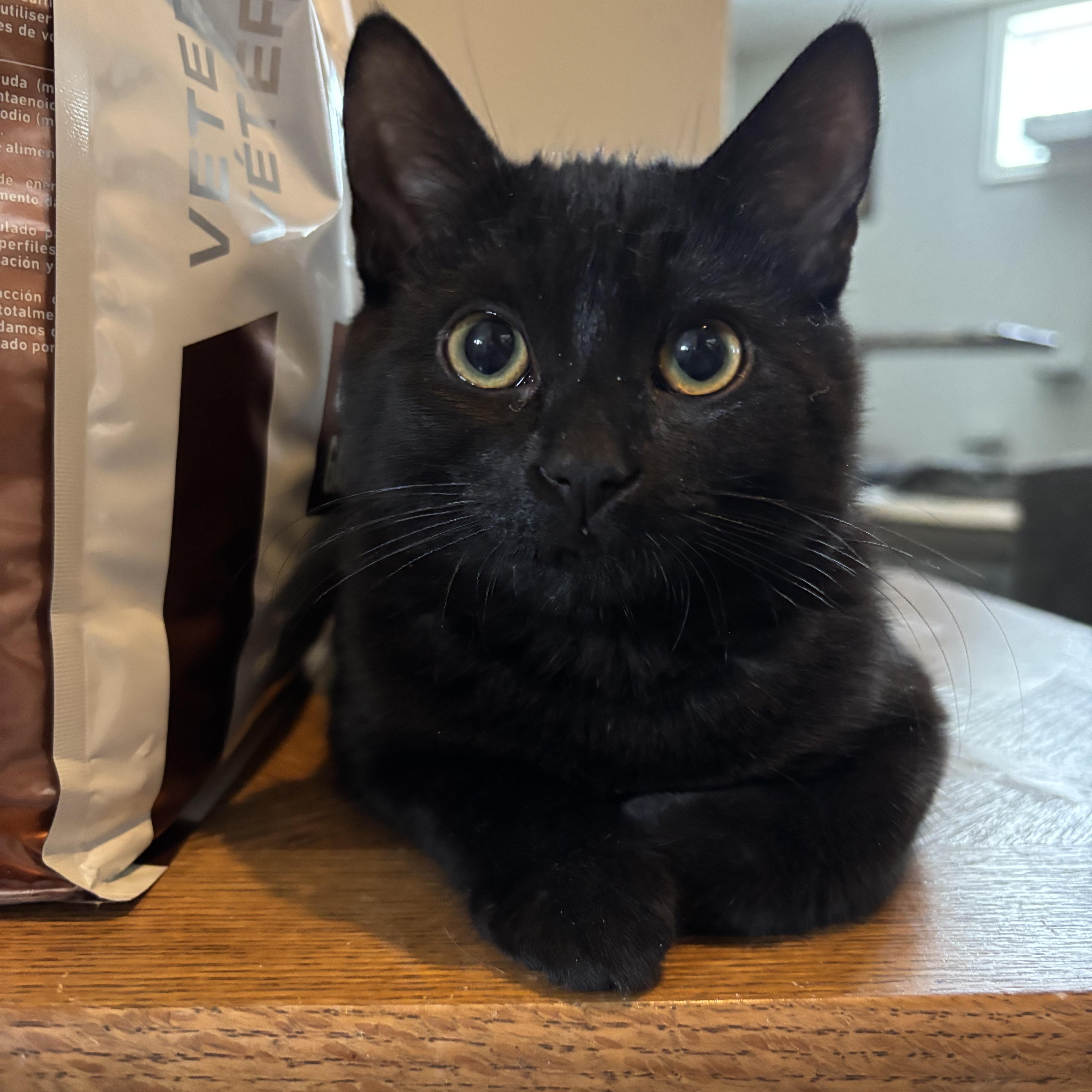 Ginette (FA/FF), a ADOPTABLE Domestic Short Hair in Sainte-Angele-de-Monnoir, QC image 2/5