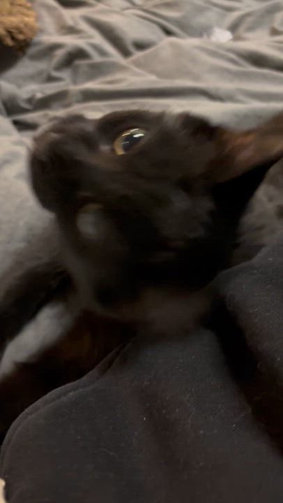 Enlarge Ginette (FA/FF), a ADOPTABLE Domestic Short Hair in Sainte-Angele-de-Monnoir, QC video 5/5