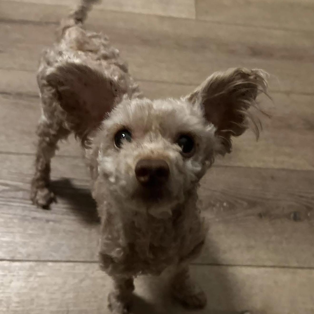 Enlarge Rusty, an adoptable mixed breed in Santa Rosa, CA image 2/3