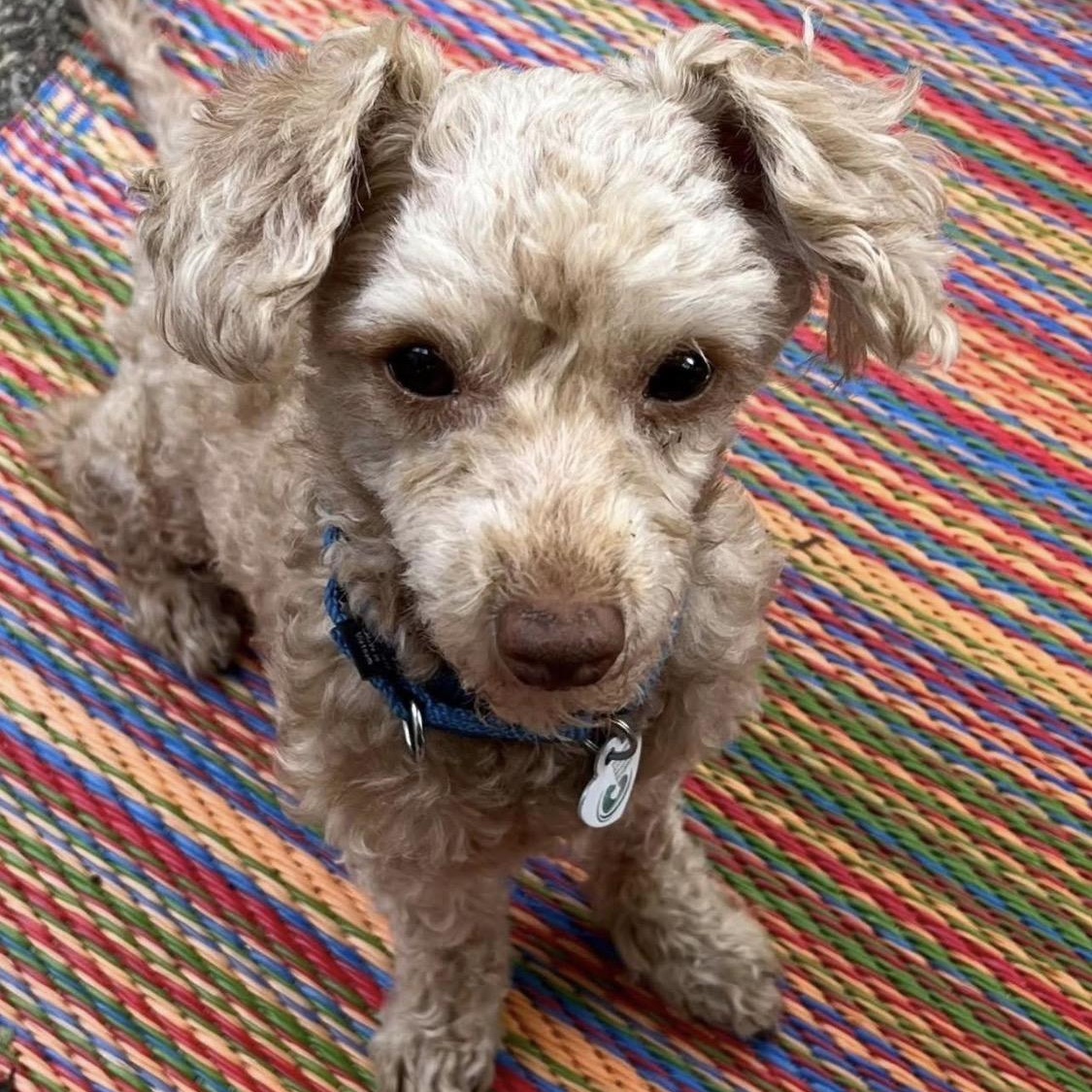 Enlarge Rusty, an adoptable mixed breed in Santa Rosa, CA image 1/3