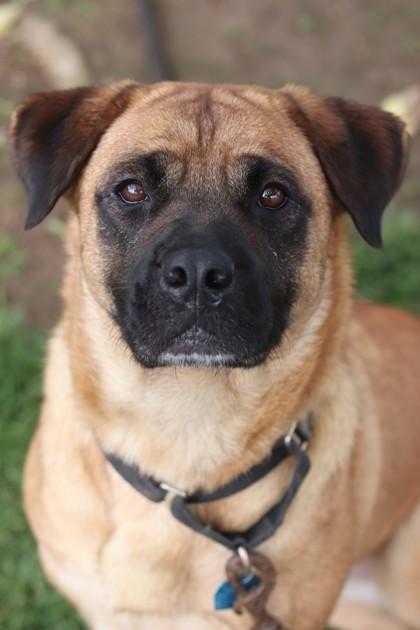 Enlarge Zoomies, a Adoptable Mixed Breed in Walla Walla, WA image 1/2