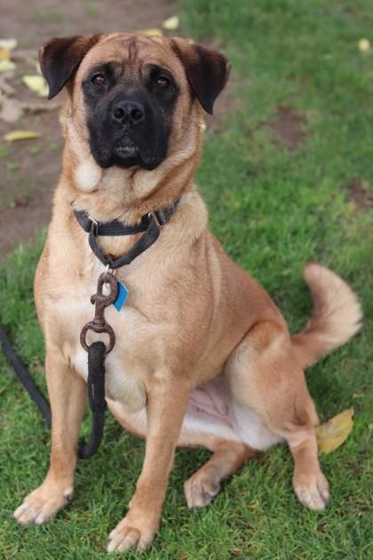 Zoomies, Adoptable, Young Female Mixed Breed & Mixed Breed.