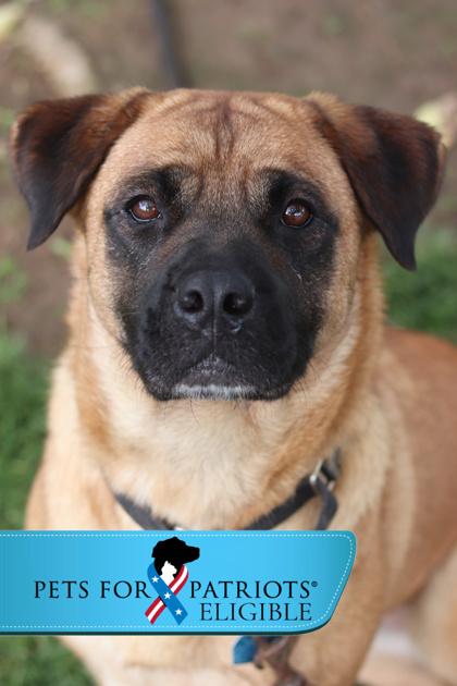 Enlarge Zoomies, a Adoptable Mixed Breed in Walla Walla, WA image 2/2