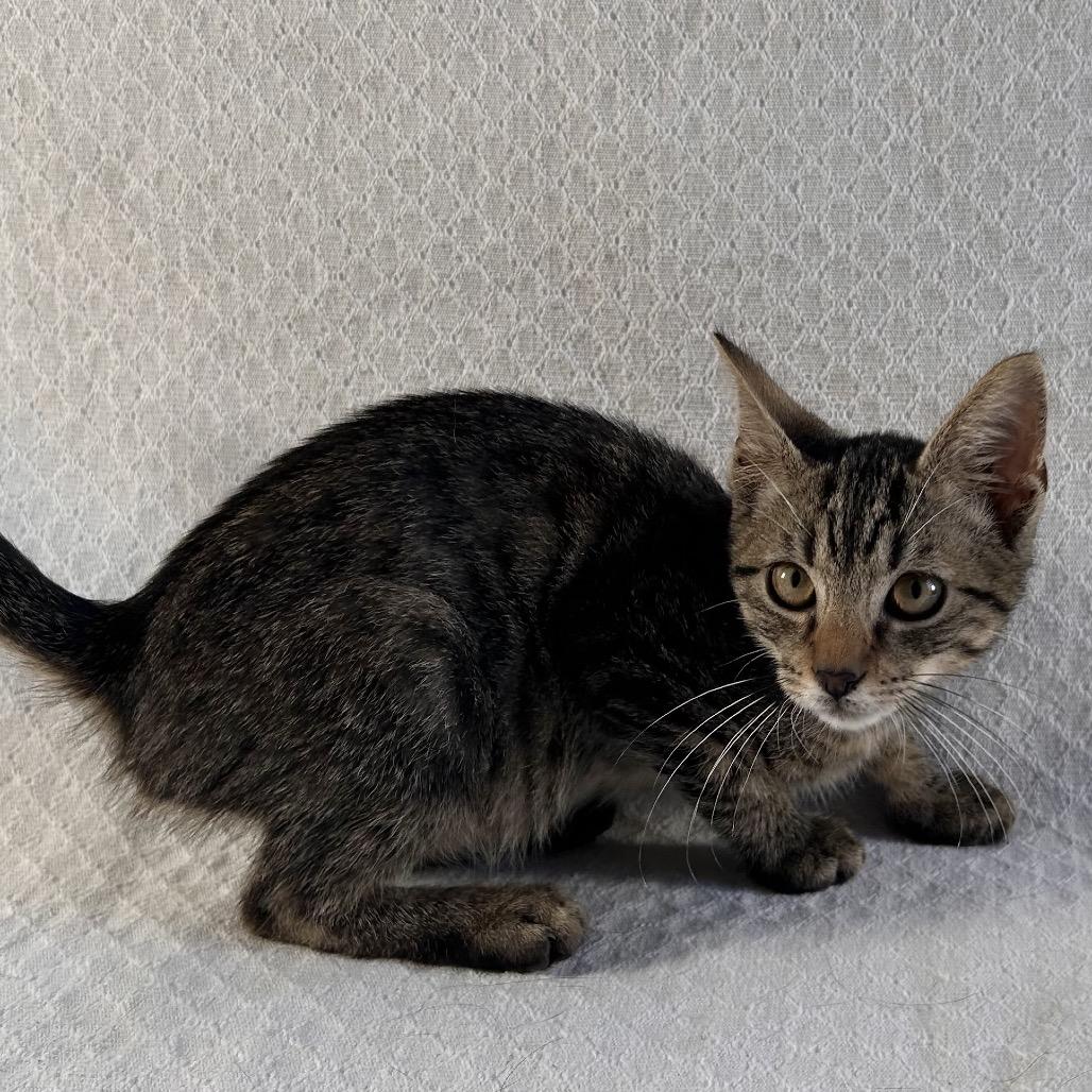 Enlarge Venture, a Adoptable Domestic Short Hair in Johnson City, TN image 1/4