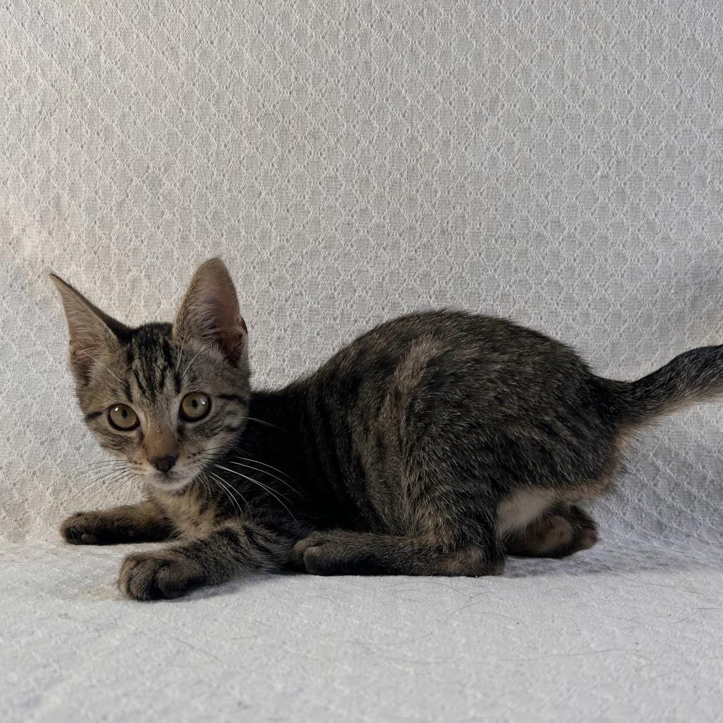 Enlarge Venture, a Adoptable Domestic Short Hair in Johnson City, TN image 2/4