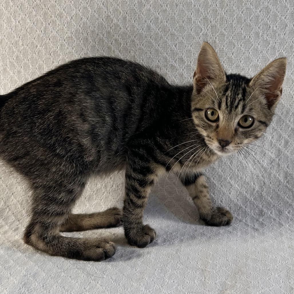 Enlarge Venture, a Adoptable Domestic Short Hair in Johnson City, TN image 3/4