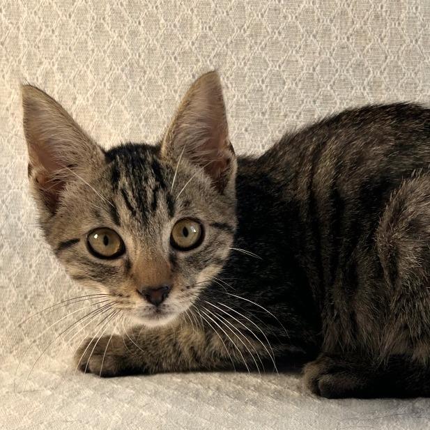 Enlarge Venture, a Adoptable Domestic Short Hair in Johnson City, TN image 4/4