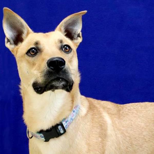 Enlarge Holmes, a Adoptable mixed breed in Midland, TX image 2/2