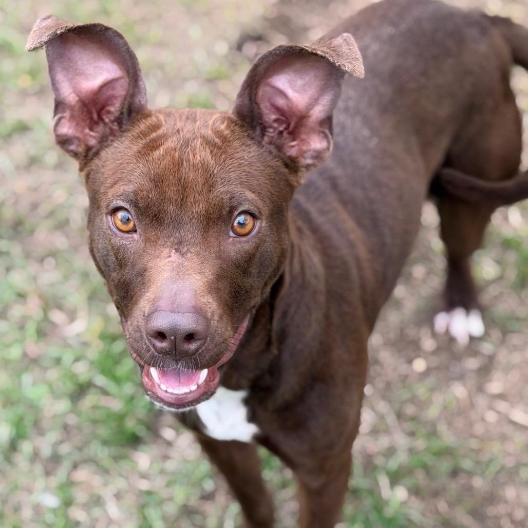 Enlarge Cass, a ADOPTABLE Mixed Breed in Burlington, VT image 1/1