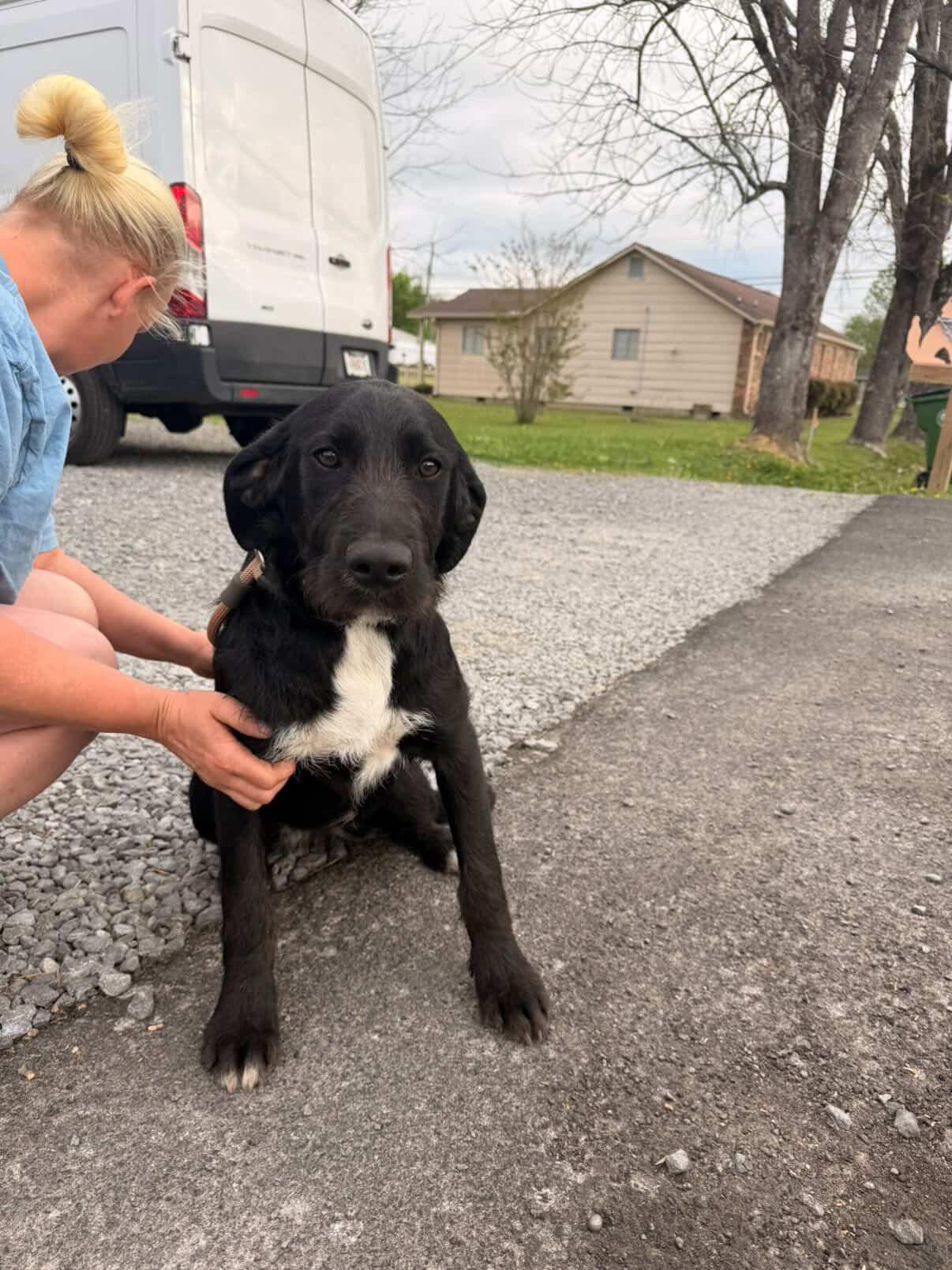 Enlarge Mulan, a Adoptable mixed breed in Westport, CT image 2/4