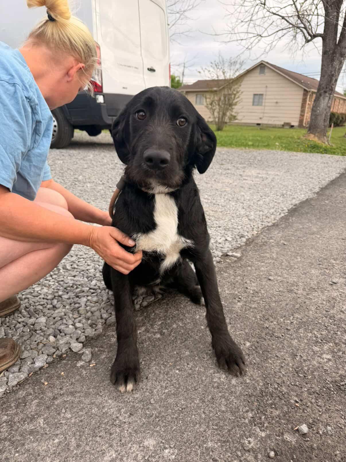 Enlarge Mulan, a Adoptable mixed breed in Westport, CT image 3/4
