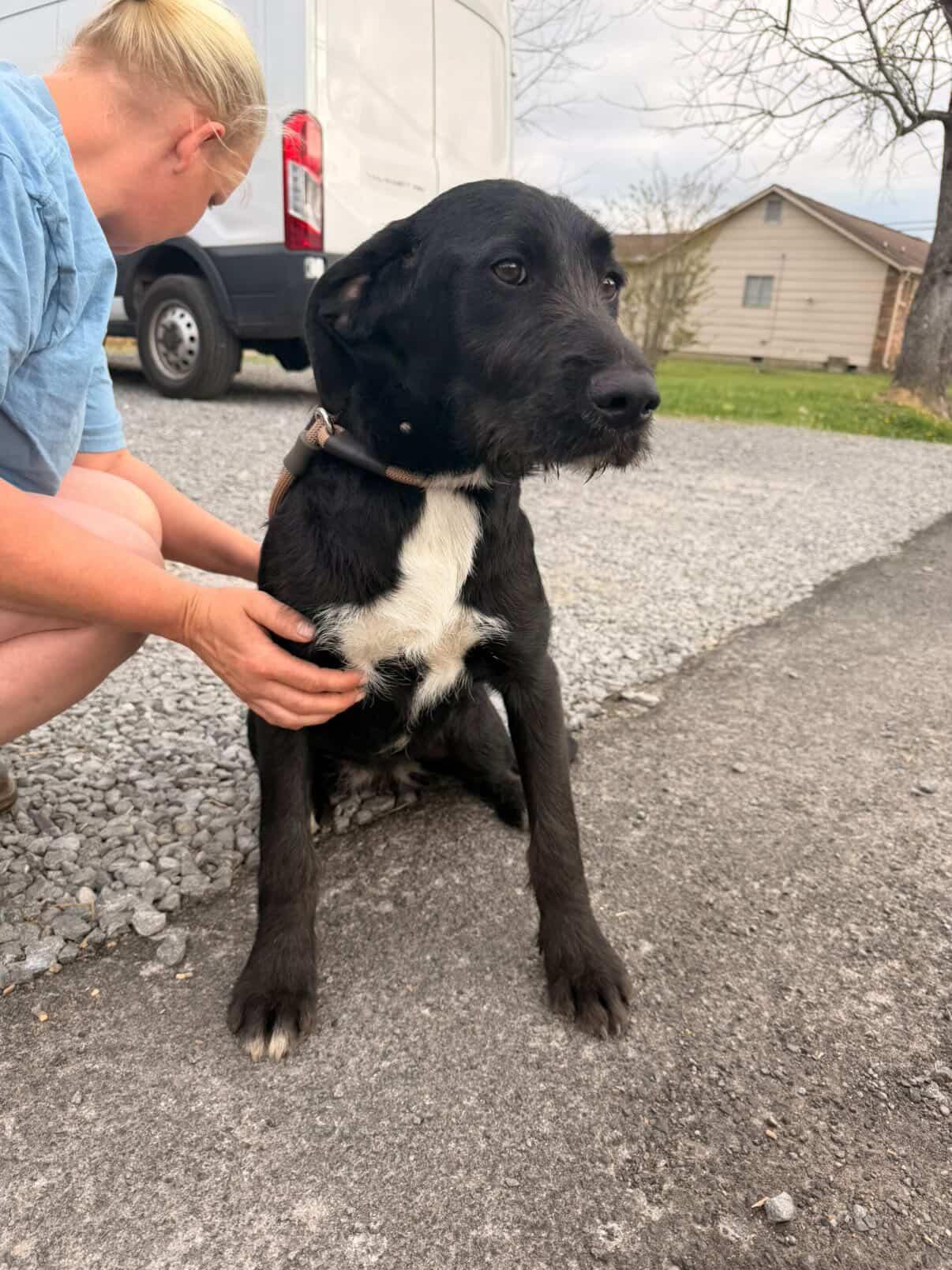 Enlarge Mulan, a Adoptable mixed breed in Westport, CT image 4/4