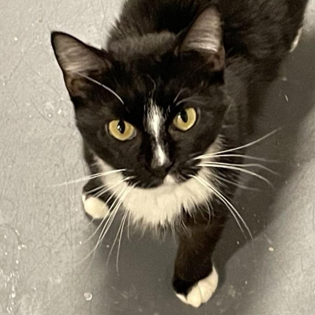 Miss Aster, Adoptable, Adult Female Domestic Short Hair.