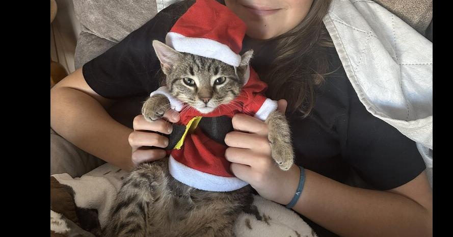 Baby Saja, Adoptable, Kitten Male Domestic Short Hair.