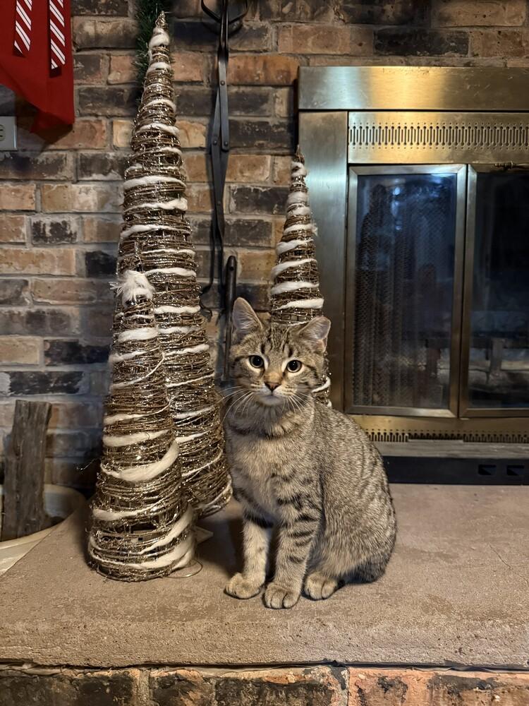 Enlarge Baby Saja, a Adoptable Domestic Short Hair in Peoria, IL image 2/2