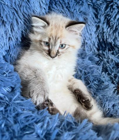Princess