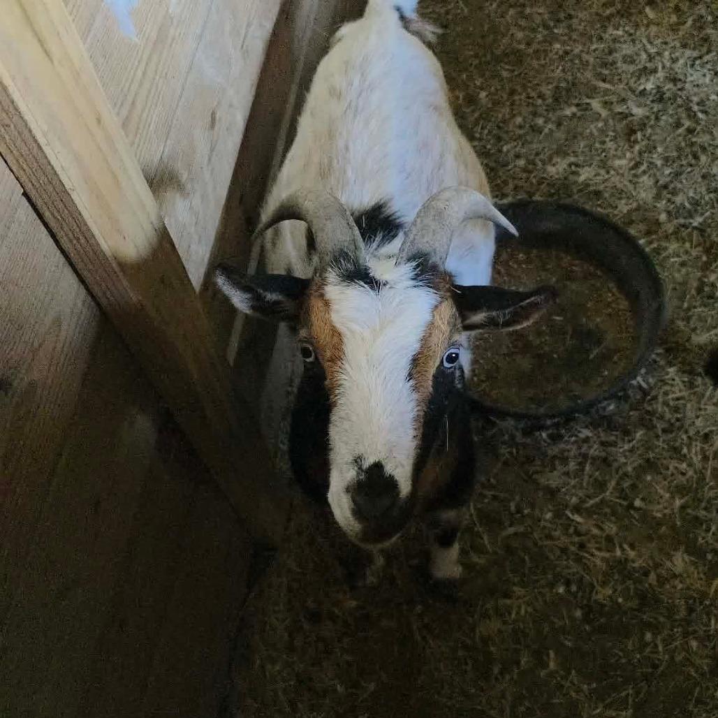 Enlarge Freddie & Frankie, a Adoptable Nigerian Dwarf in Beulaville, NC image 2/6