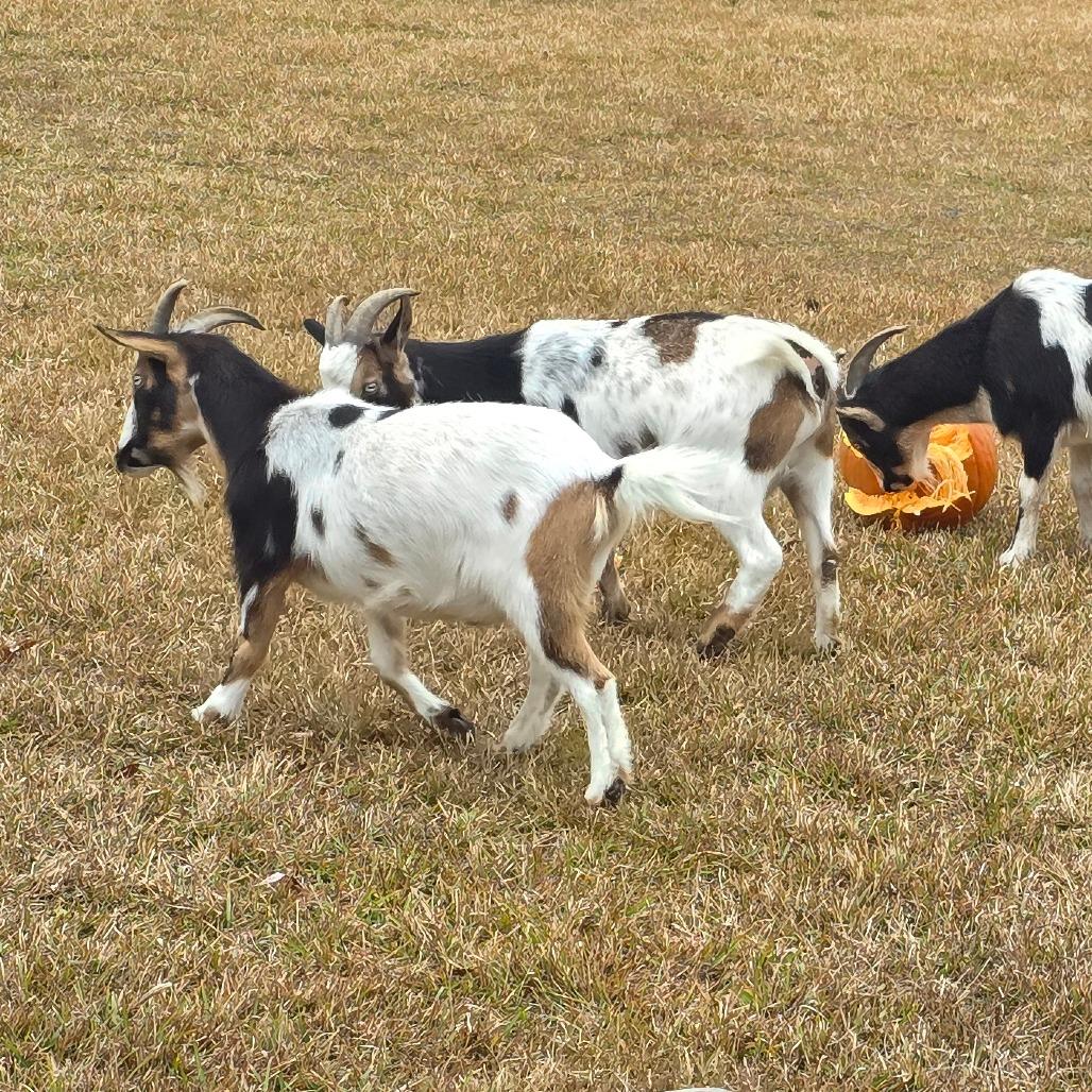 Enlarge Freddie & Frankie, a Adoptable Nigerian Dwarf in Beulaville, NC image 3/6