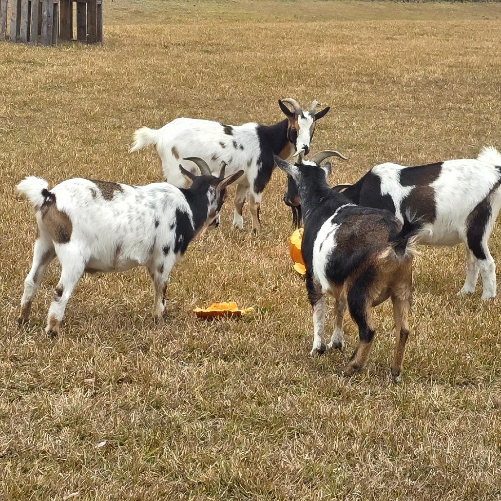 Enlarge Freddie & Frankie, a Adoptable Nigerian Dwarf in Beulaville, NC image 4/6