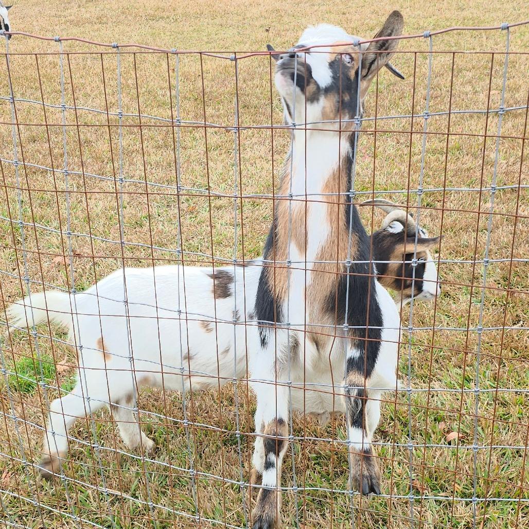 Enlarge Freddie & Frankie, a Adoptable Nigerian Dwarf in Beulaville, NC image 6/6