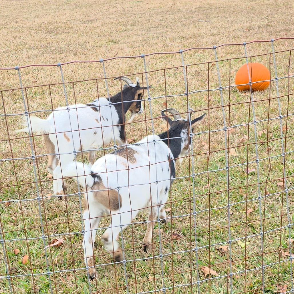 Enlarge Freddie & Frankie, a Adoptable Nigerian Dwarf in Beulaville, NC image 5/6