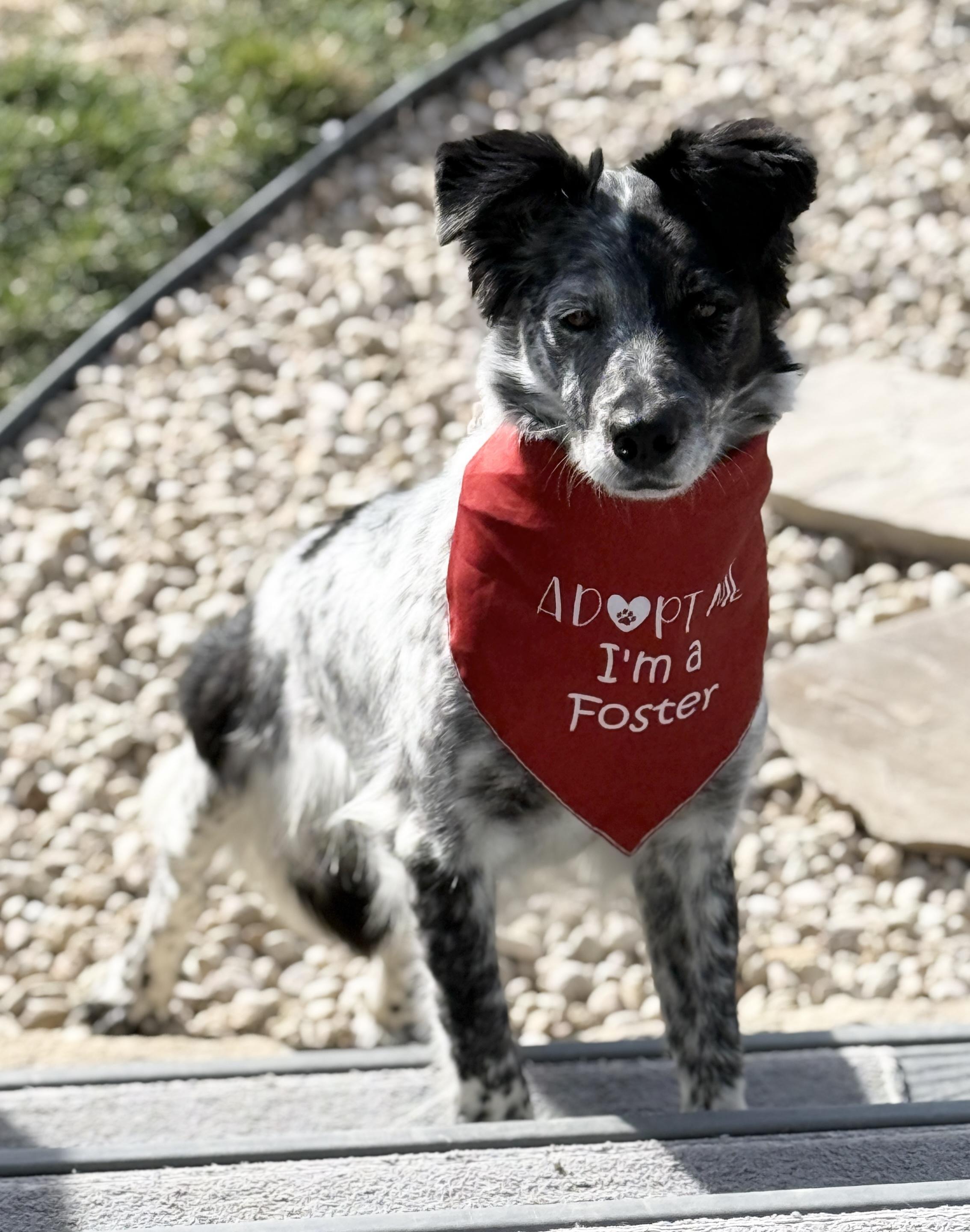 Enlarge Pepper, a Adoptable Australian Shepherd in Twin Falls, ID image 1/4