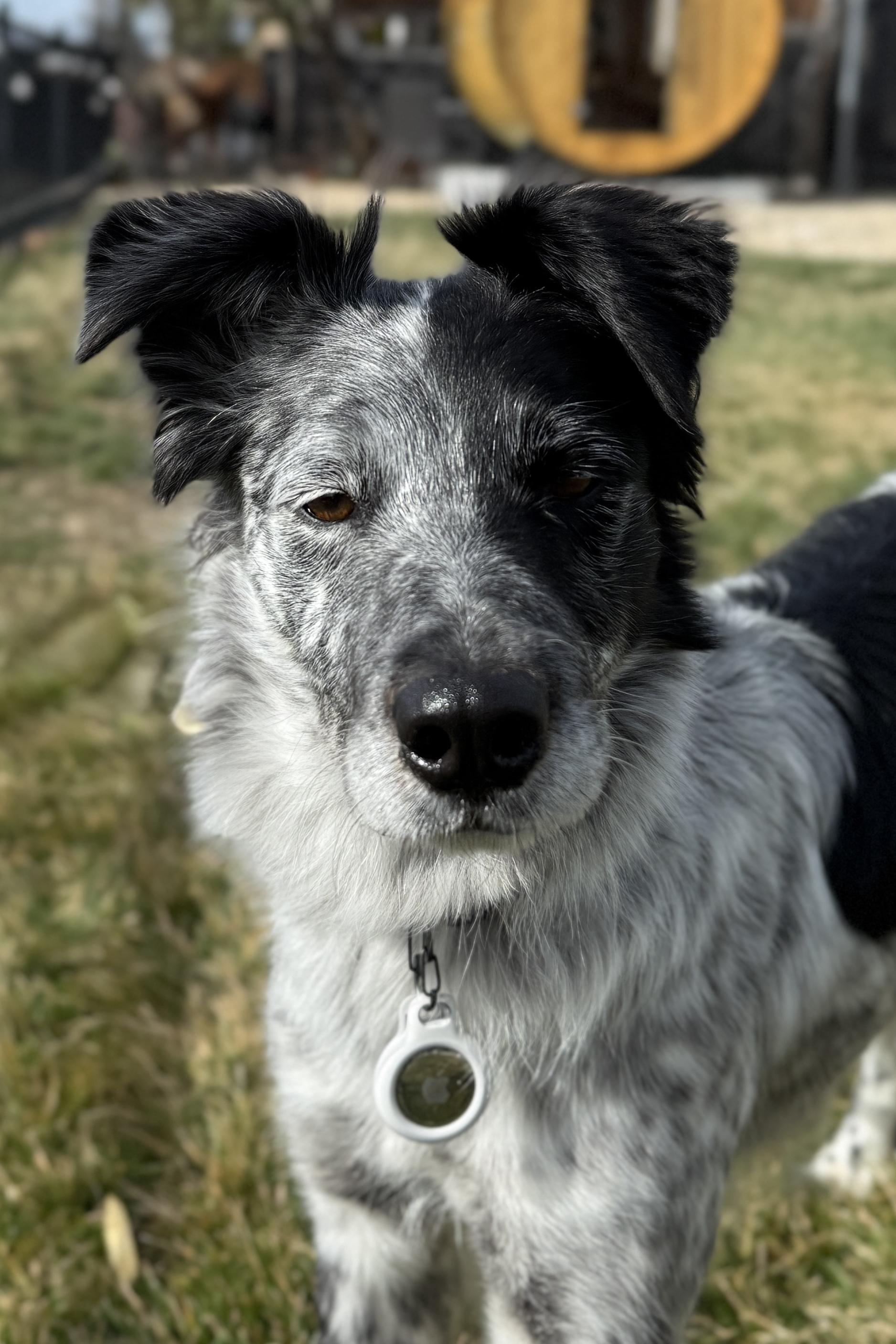 Enlarge Pepper, a Adoptable Australian Shepherd in Twin Falls, ID image 2/4