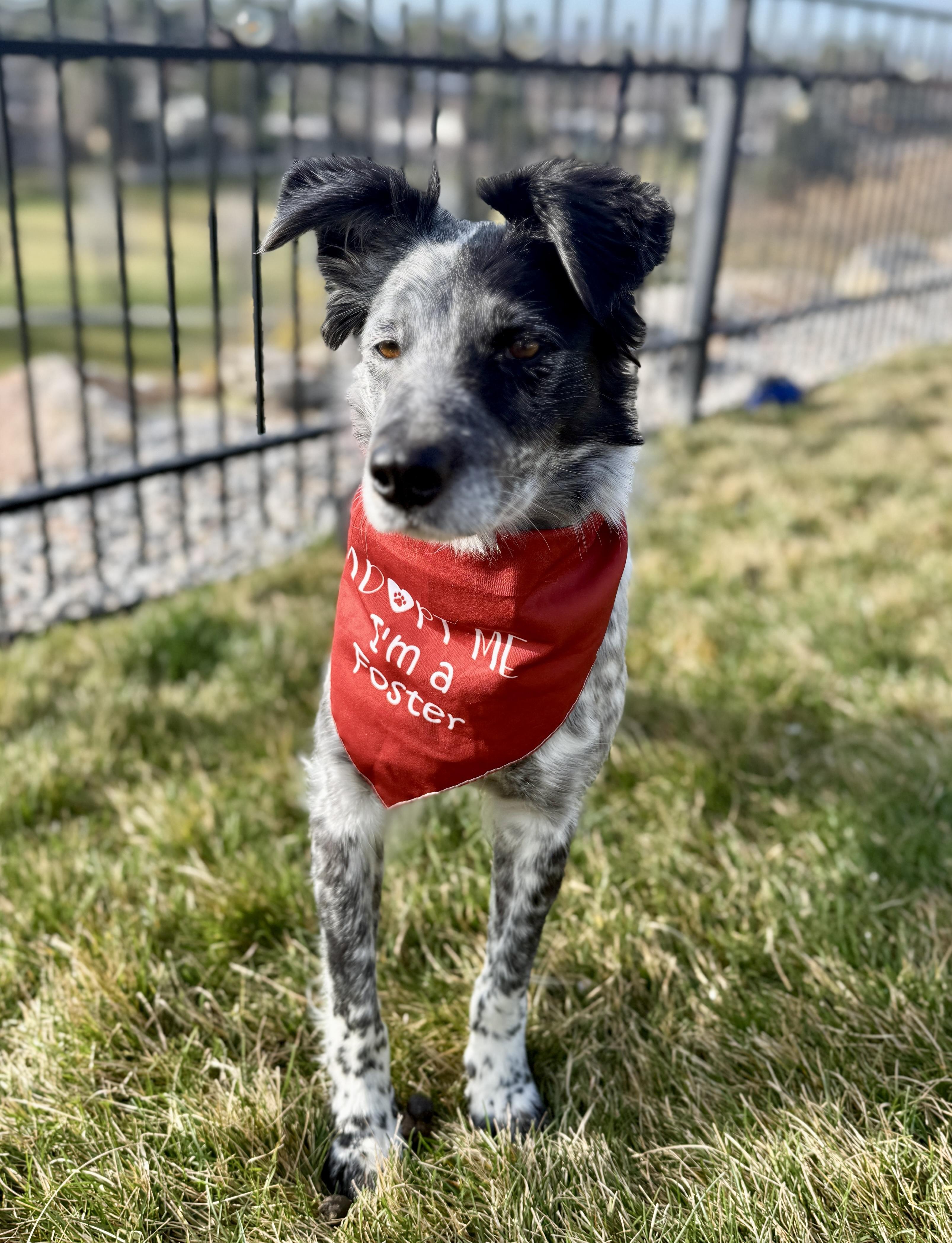 Enlarge Pepper, a Adoptable Australian Shepherd in Twin Falls, ID image 3/4